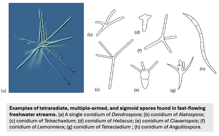 <p>Fungi living in<strong> aquatic </strong>habitats have spores with _</p>