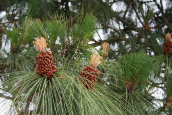 <p>bundles of 3, 20-30cm long</p>