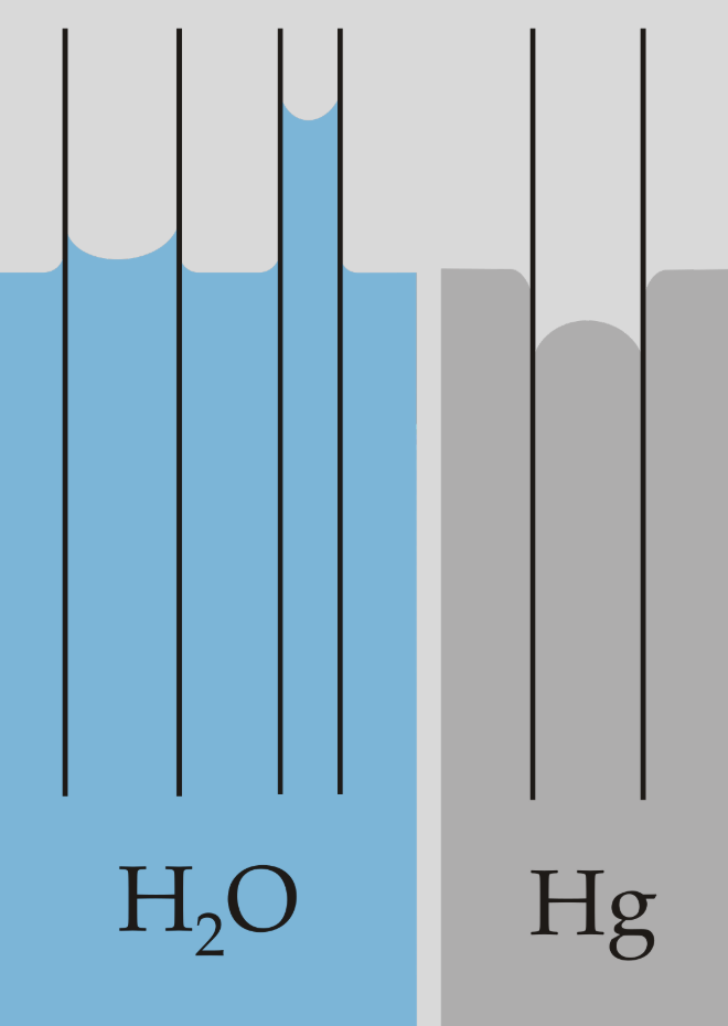 <p>The tube is hydrophilic, therefore mercury must be hydrophobic.</p>