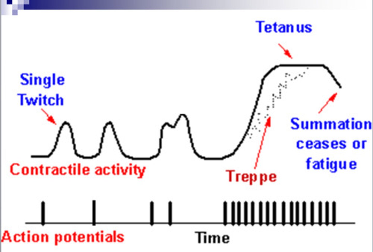 <p>the response of a muscle to a single brief threshold stimulus</p>