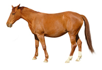 <p><strong>an adult female horse:</strong></p><p><br></p>