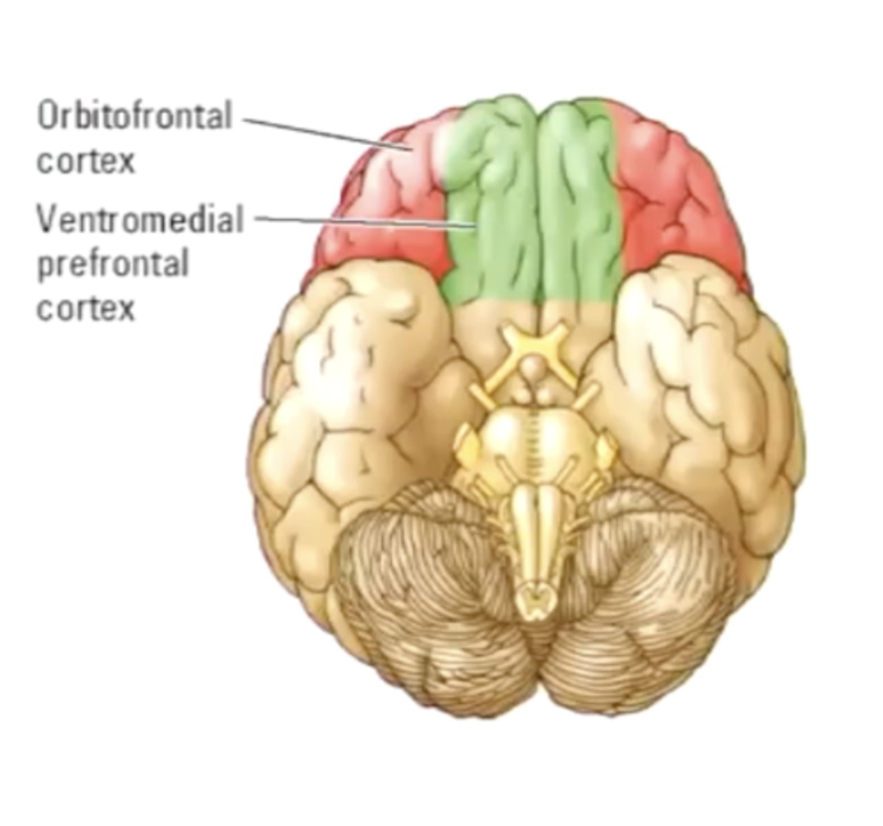 <p>- striatum and thalamus </p><p>- orbitofrontal and ventromedial PFC. </p><p>- more activity in this brain area when value is more attractive. </p>