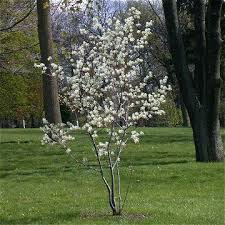 <p> Amelanchier arborea / Downy Serviceberry</p>