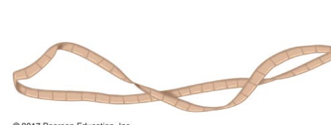 <p>Platyhelminthes; tapeworms; parasites of vertebrates</p>