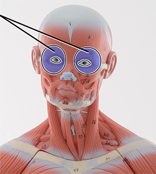 <p>Orbicularis oculi ; Closure of eyelids</p>