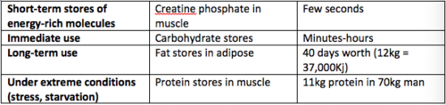 <p>Creatine phosphate in muscle (few seconds worth)</p>