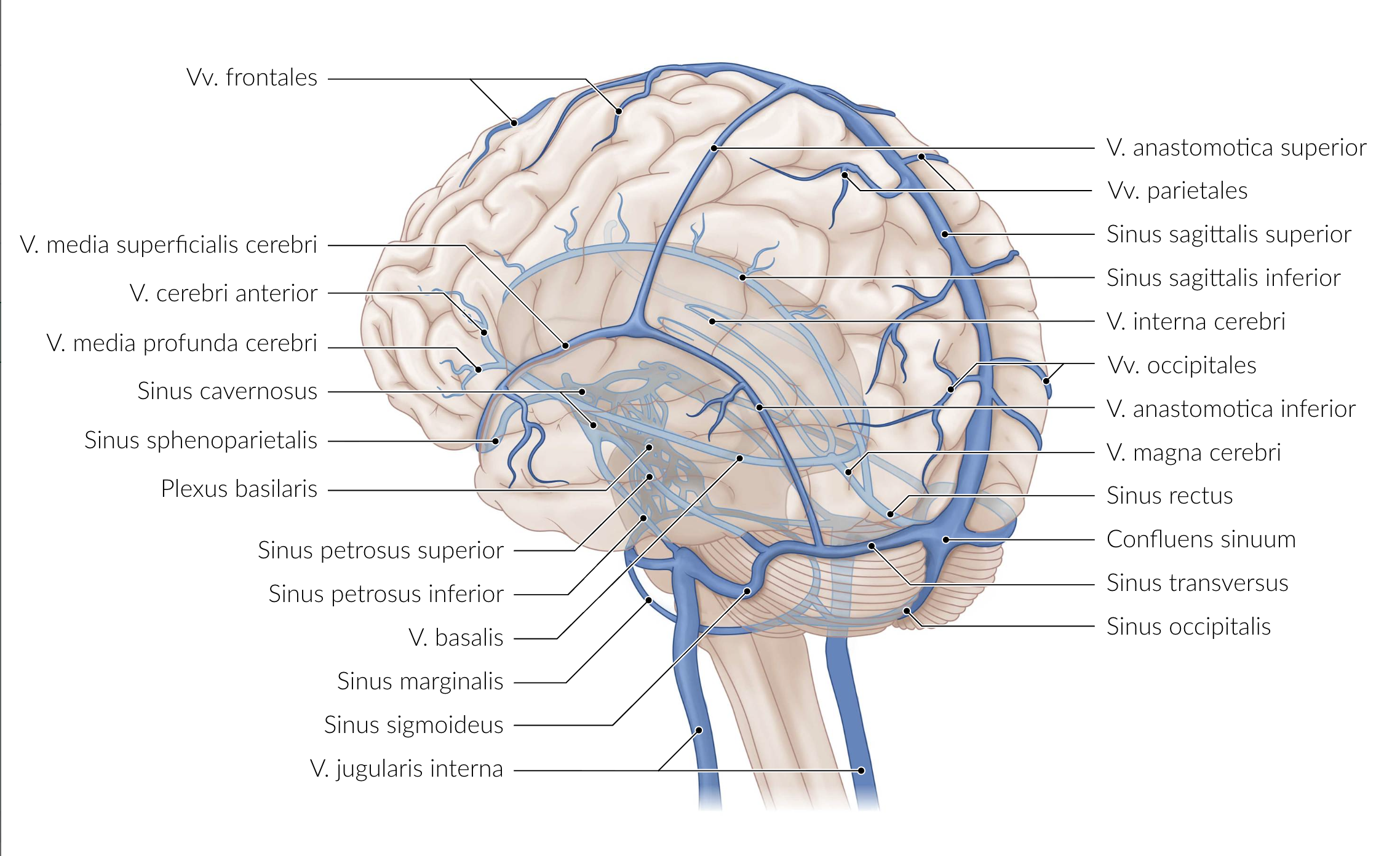 <p>E. Basal vein (V. basalis)</p>