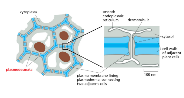 <p>vesicle channel to transport nutrients </p>