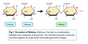 <p>maltose (+ water)</p>