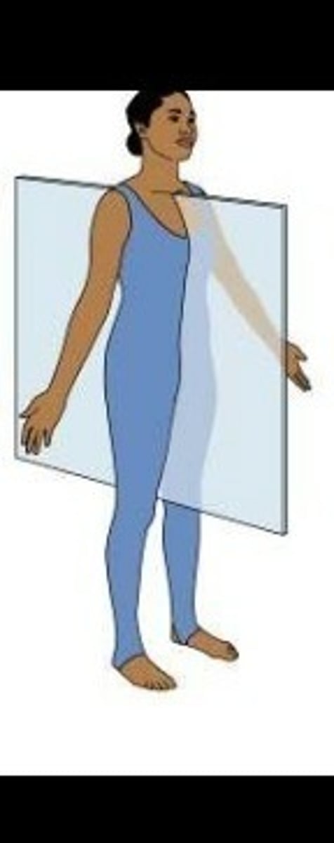 <p>divides the body into left and right halves</p>