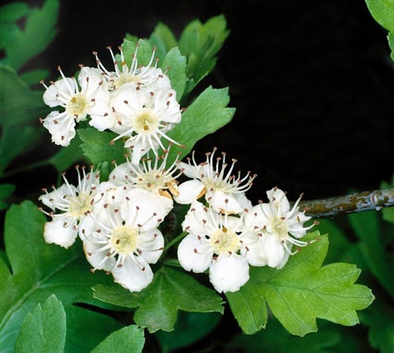 <p>🌿 Arbuste épineux.</p><p>🌿 Fleurs blanches à 5 pétales, fruits rouges (“cenelles”).</p>