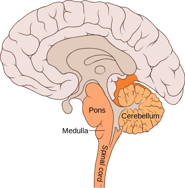 <p>Part of the<strong> lower brain behind the Pons</strong> that controls and coordinates<strong> involuntary, rapid, fine motor movement and <u>balance</u></strong> (“little brain”).</p>