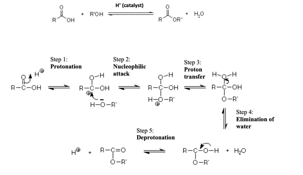 <p>Carboxylic acid + Alcohol ⇌ Ester + Water (catalyzed by concentrated H₂SO₄).</p>