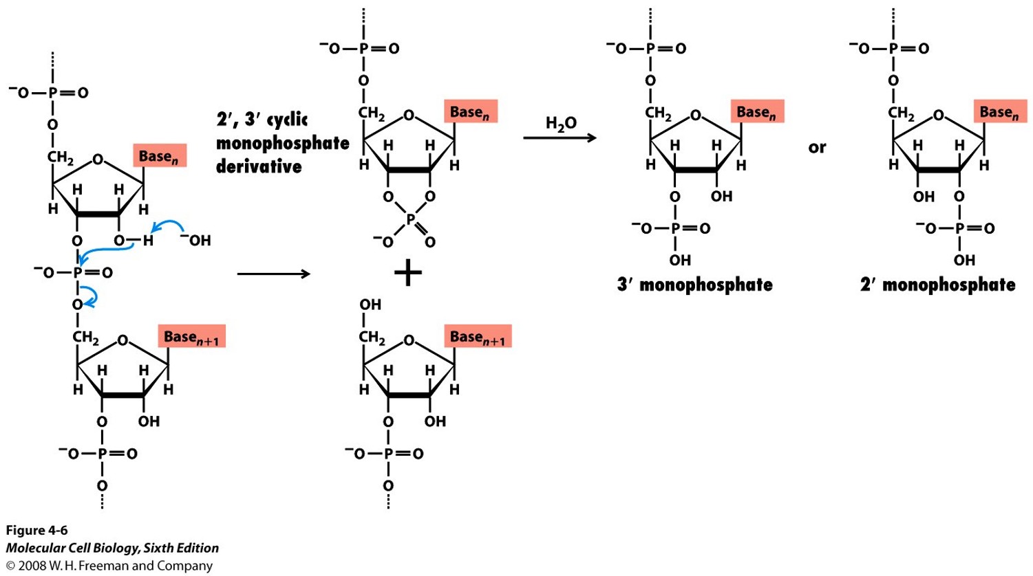 <p>The two hydroxyl groups on RNA make it easy for strand separation via nucleophilic attack of hydroxide.</p>