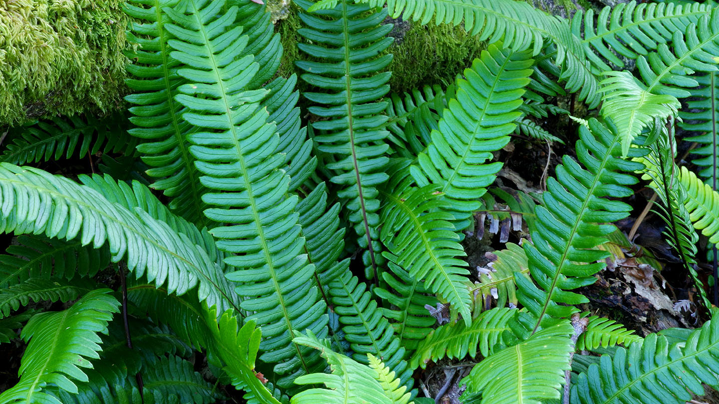 <p>Hard fern</p>