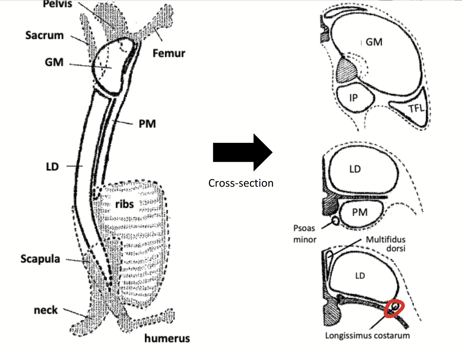 <p>A relatively small rope-like muscle found dorsal to the ribs. </p><p>It appears as a small eye of meat at the separation between the forequarter and the hindquarter.</p><p>Has little commercial significance due to its small size, but may create a problem in the measurement of rib eye areas since they might be accidentally included with the longissimus dorsi.</p>