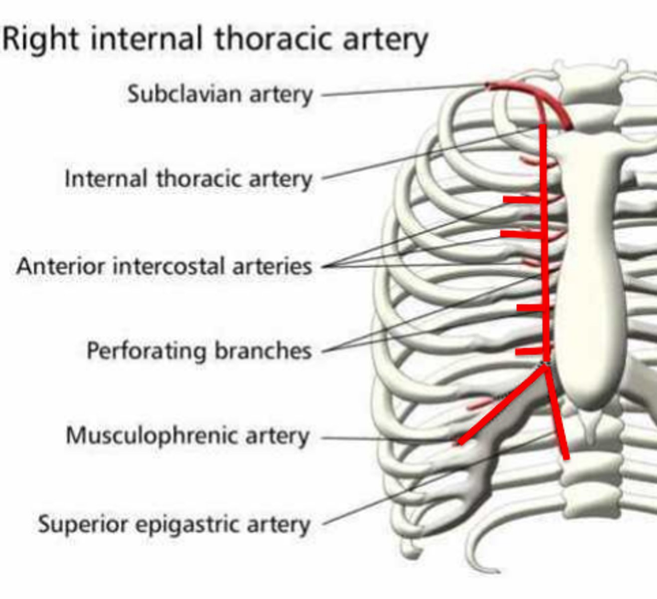 <p>branch of internal thoracic artery that supplies the upper anterior abdominal wall</p>