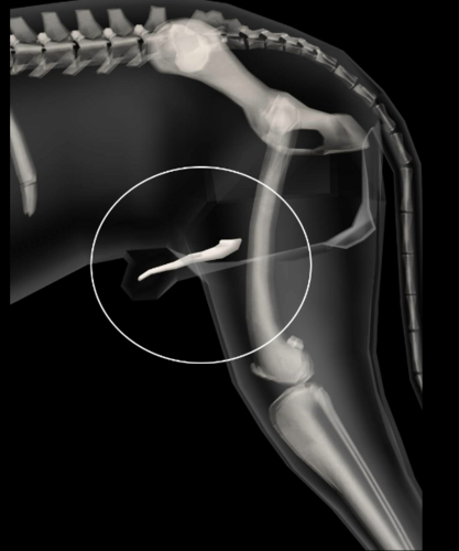 Bone within the urethra of male dogs.
