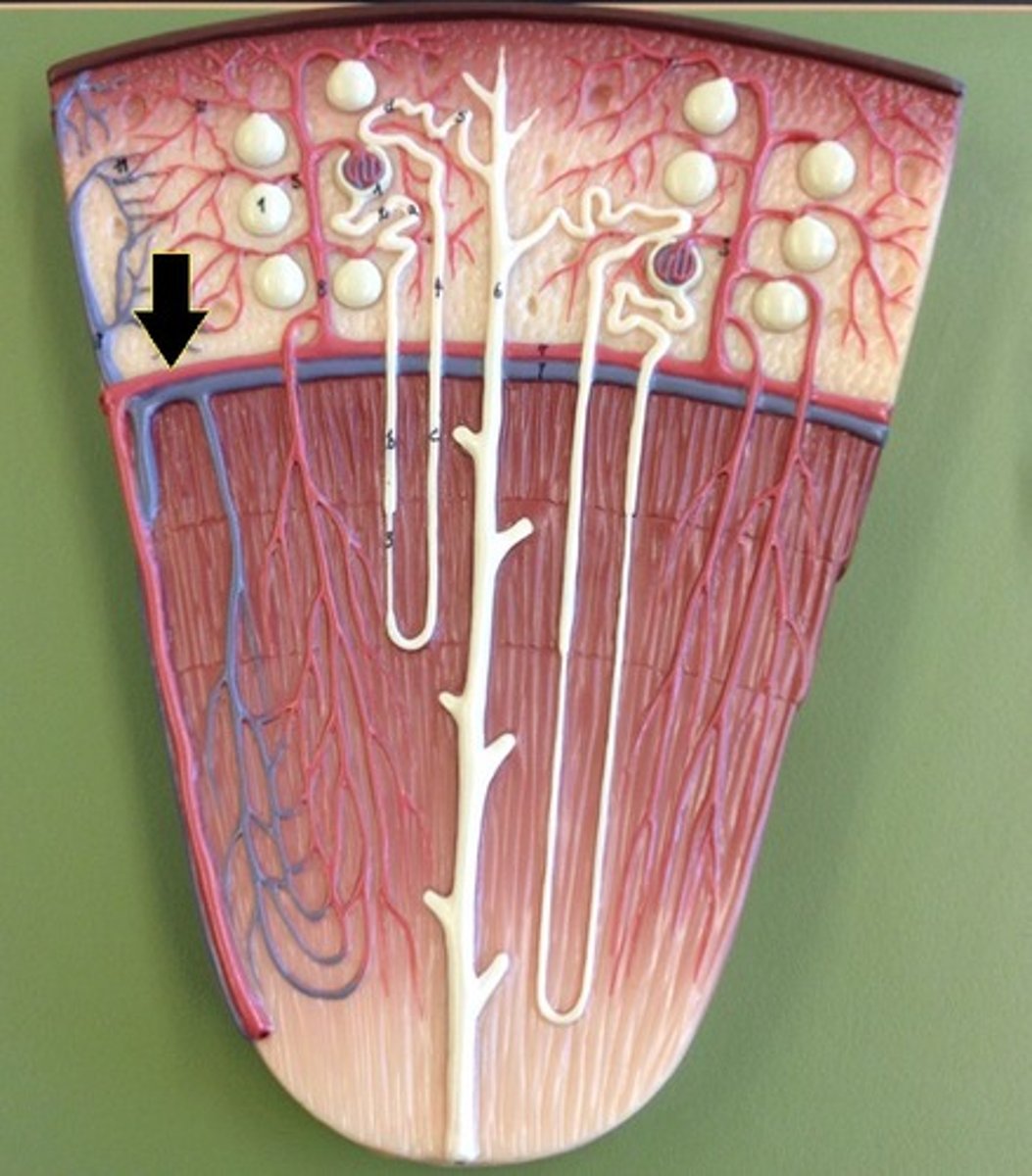 <p>Identify the vessel.</p>