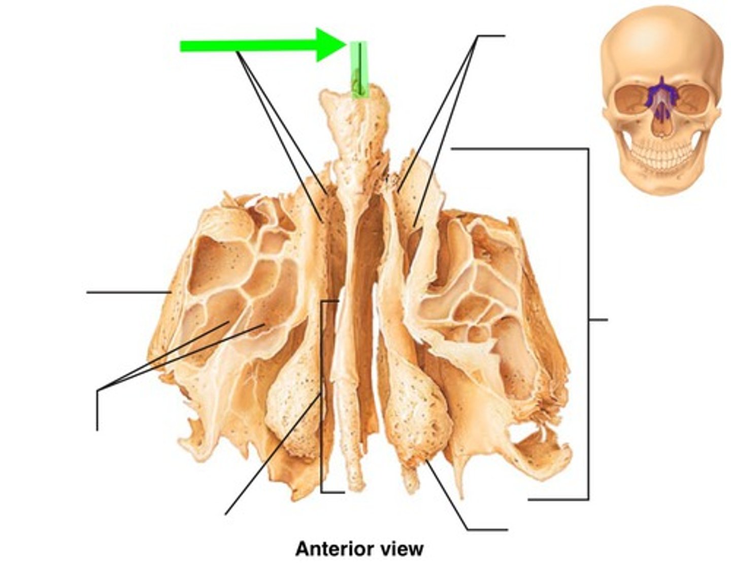 <p>perpendicular projection into endocranial cavity</p>