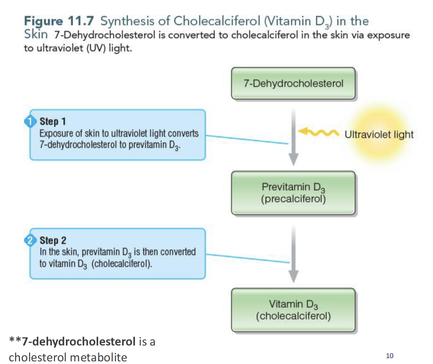 <p>Exposure of skin to UV light converts 7-dehydrocholesterol converted to previtamin D3(precalciferol) which is then converted to vitamin D(cholecalciferol)</p>