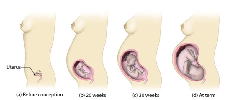 <ul><li><p>mostly from hypertrophic and hyperplastic growth of the uterine <strong>myometrium</strong></p><ul><li><p>starts growth around week 4</p></li><li><p>doubles in size by end of first trimester</p></li><li><p>by week 20, fundus (top of uterus) reaches umbillicus</p></li><li><p>in 3rd trimester, grows beyond umbillicus</p></li><li><p>by term, reaches xiphoid process of sternum</p></li><li><p>displaces and compresses nearby organs- often causes discomfort</p></li></ul></li><li><p><strong>grows all the way xiphoid process of the sternum by term</strong></p></li></ul><p></p>
