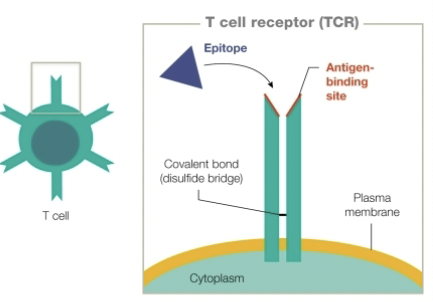 <p>yes; same shape </p>