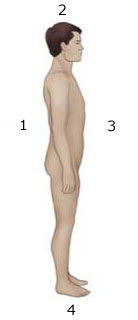 <p>On the image below, what is the directional term indicated by label 3?</p><p></p>