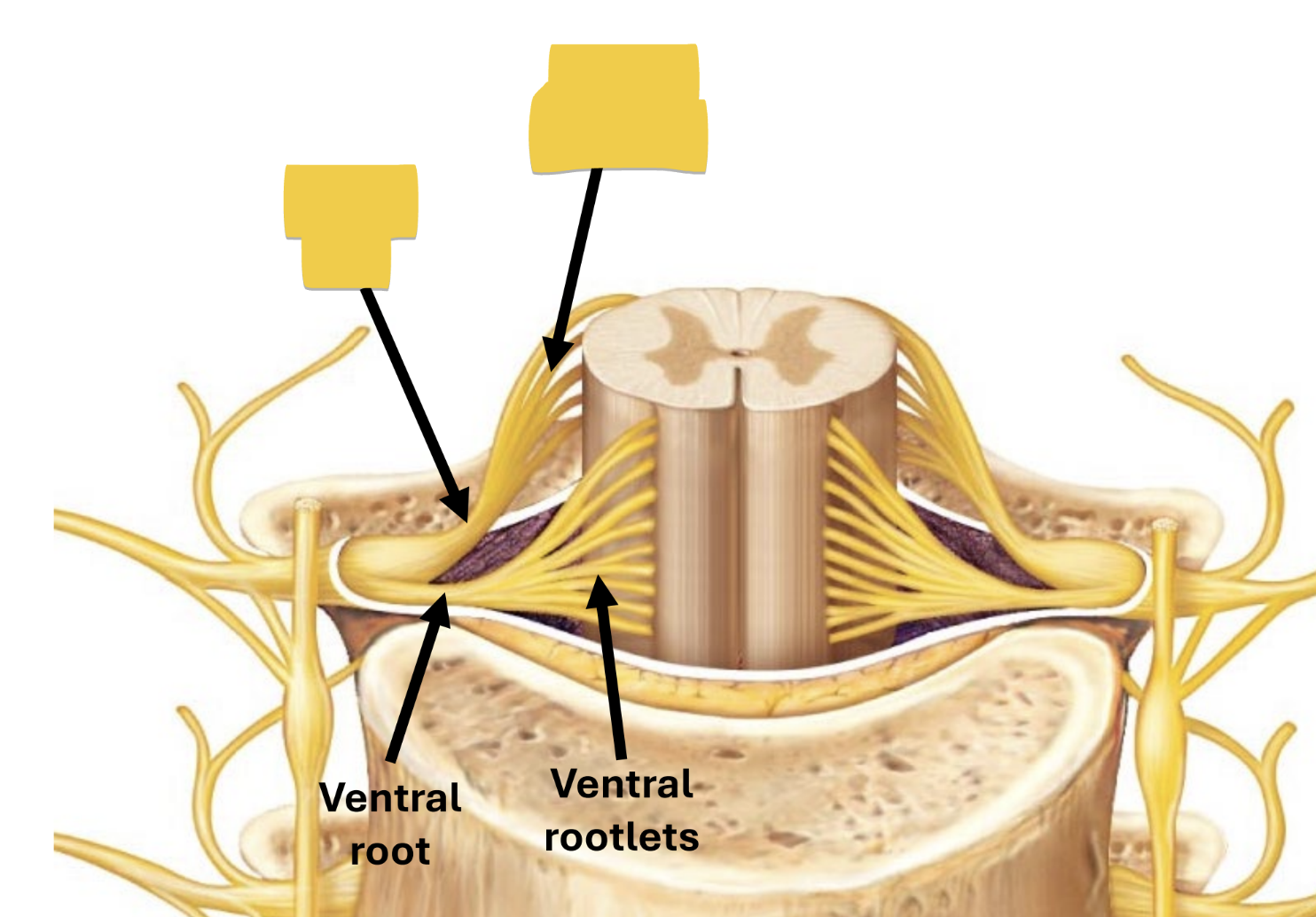 <p>enter/exit cord carrying sensory impulses</p>