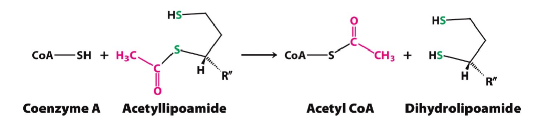 <ul><li><p>goal: transfers acetyl group from acetyl lipoamide to coenzyme A (CoA)</p></li><li><p>enzyme: dihydrolipoyl transacetylase (E2)</p></li><li><p>prosthetic group: coenzyme A</p></li></ul>