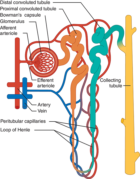 <ul><li><p class=""><span style="color: red"><strong>Glomerulus (Bowman's Capsule)</strong></span><br>• Located at the start of the nephron<br>• Filters blood plasma into filtrate</p></li><li><p class=""><span style="color: red"><strong>Proximal Convoluted Tubule</strong></span><br>• In the renal cortex<br>• Major site of reabsorption of water, electrolytes, nutrients</p></li><li><p class=""><span style="color: red"><strong>Loop of Henle</strong></span><br>• Descends into medulla, then ascends back<br>• Establishes medullary concentration gradient (via countercurrent mechanism)<br>• Descending limb: permeable to water<br>• Ascending limb: permeable to Na⁺/Cl⁻, impermeable to water</p></li><li><p class=""><span style="color: red"><strong>Distal Convoluted Tubule</strong></span><br>• In the cortex<br>• Fine-tunes electrolyte and pH balance</p></li><li><p class=""><span style="color: red"><strong>Collecting Duct</strong></span><br>• Formed from multiple distal tubules<br>• Final site of water/electrolyte regulation, responsive to ADH/aldosterone</p></li></ul><p></p>