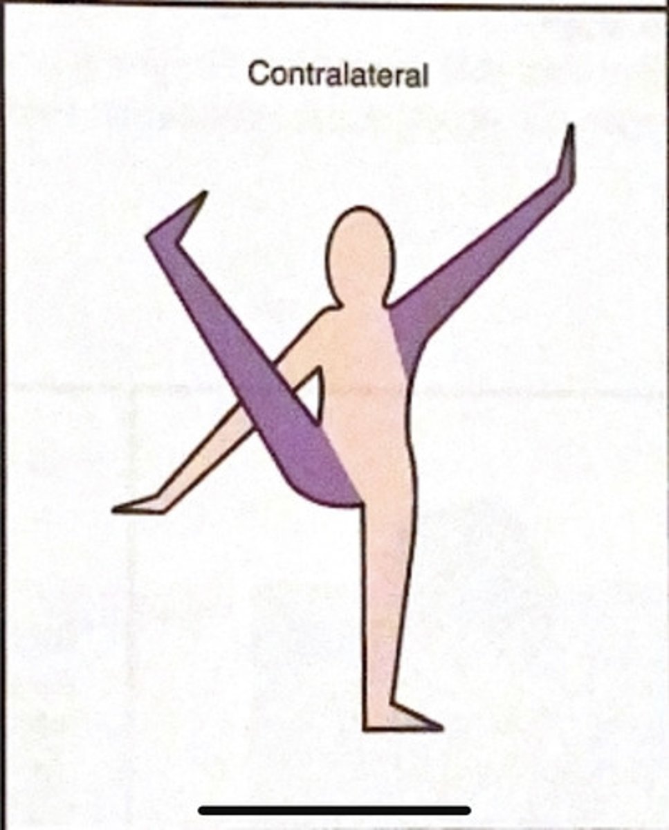<p>opposite side extremities move together</p>