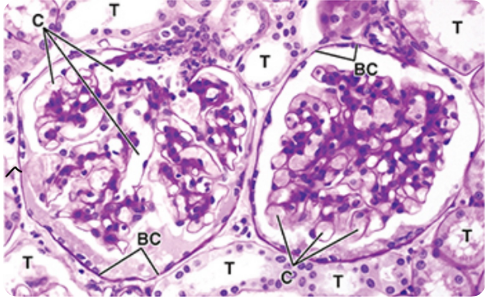 <p>what stain is this? </p>