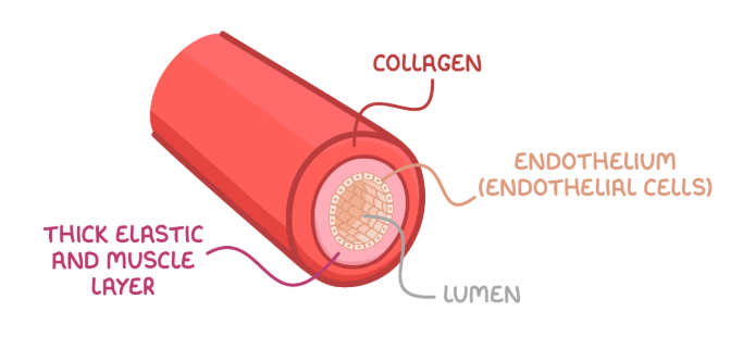 <ul><li><p>arteries carry oxygenated blood away from the heart (bar the pulmonary artery)</p></li><li><p>thick, muscular and elastic walls &gt; withstand high blood pressure</p></li><li><p>elastic layers &gt; arteries can stretch and recoil with changes in pressure</p></li><li><p>smooth muscle &gt; lined with endothelium to reduce friction for blood flow</p></li><li><p>no valves needed &gt; blood is transported at such high pressure that backflow isn’t possible </p></li><li><p>small lumen &gt; maintains high pressure </p></li></ul><p></p>