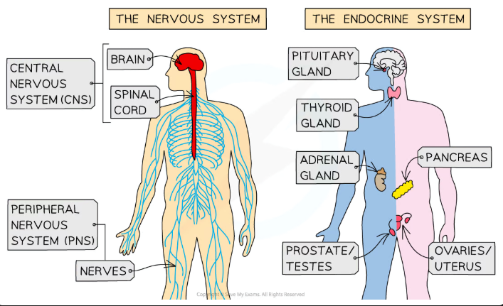 <p><strong>The ability to detect and respond to stimuli</strong> in its surroundings.</p>