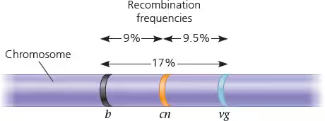 <p>een genetische map gebaseerd op de frequenties van recombinatie tussen markers tijdens crossing over van de homologe chromosomen </p><p>het geeft de volgorde weer van de genen over de chromosoom</p>