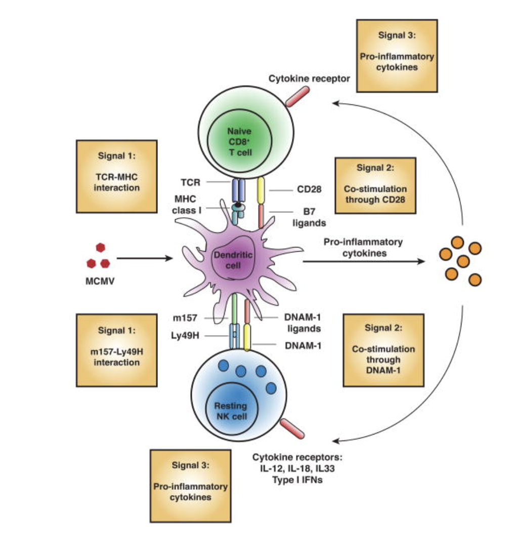 <ul><li><p>Requires 3 signals just like T cells</p><ul><li><p>signal 1: activating receptors (various)</p></li><li><p>signal 2: costimulatory molecules (various)</p></li><li><p>signal 3: cytokines</p></li></ul></li></ul><p></p>