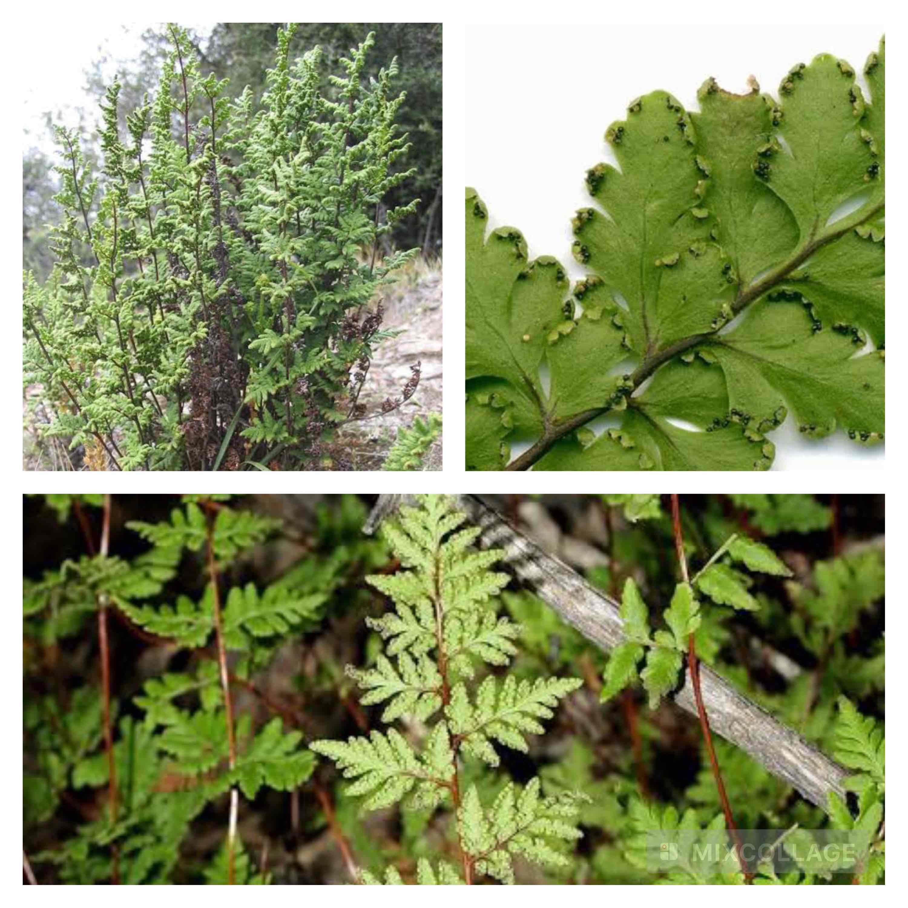 <p>Mulga fern</p>