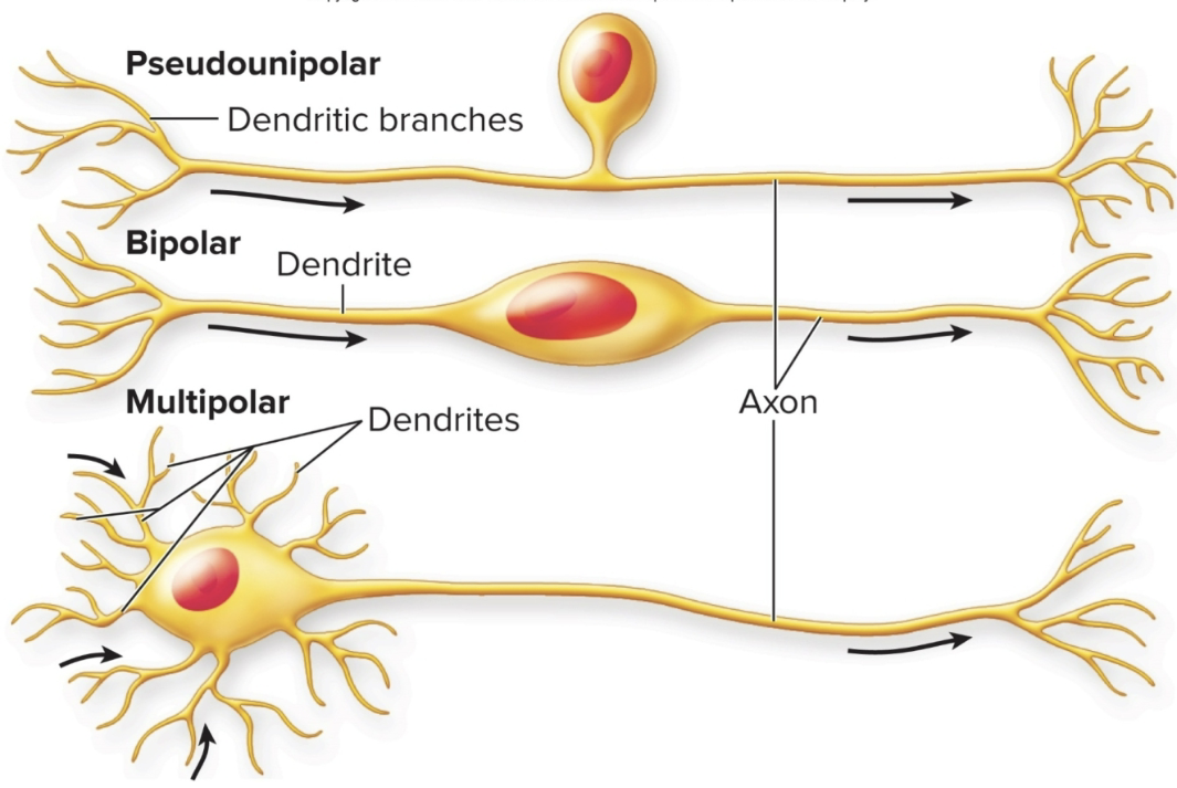 <p>based on their morphology</p><ol><li><p><strong>Pseudounipolar:</strong> single short process that <u>branches like a T</u> to form 2 longer processes; <u>sensory neurons</u></p></li><li><p><strong>Bipolar Neurons:</strong> have two processes, one on either end, found in <u>retina of eye</u></p></li><li><p><strong>Multipolar neurons:</strong> <u>several dendrites and one axon;</u> <strong>most common type</strong></p></li></ol><p></p>