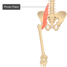 **O:** lumbar vertrebrae

**I:** iliopsoas tendon inserts onto lesser trochanter

 