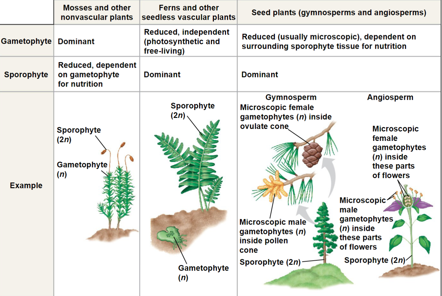 <ol><li><p>Reduced gametophytes</p></li><li><p>Heterospory</p></li><li><p>Ovules</p></li><li><p>Pollen</p></li><li><p>Seeds</p></li></ol>