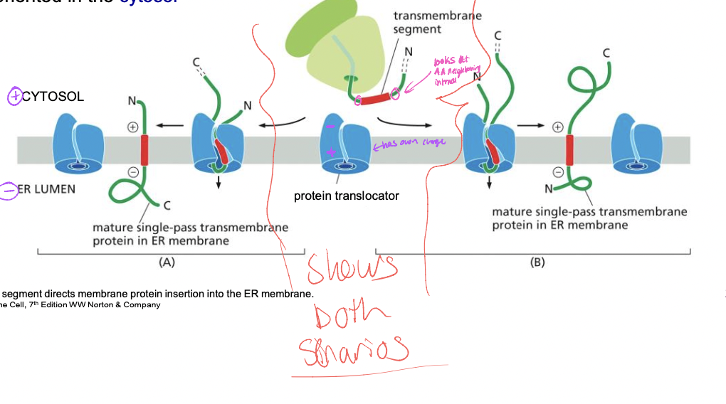 * flanking positively charged amino acids
* the N or C terminus side can be negative
* cytosol is +, lumen is - 
  * the positive needs to be on + - on -