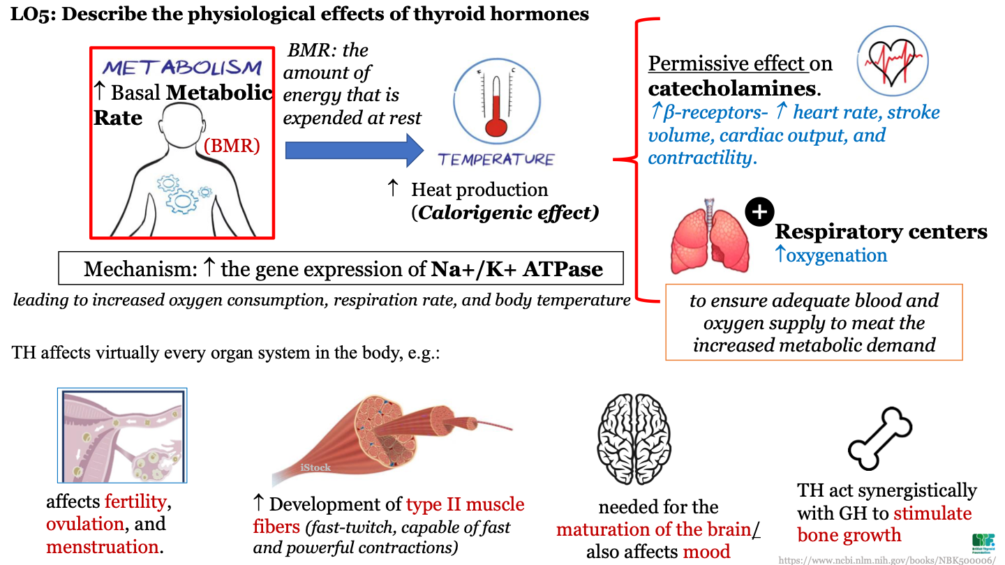 increase oxygenation; this ensures adequate blood and oxygen supply to meet the increased metabolic demand