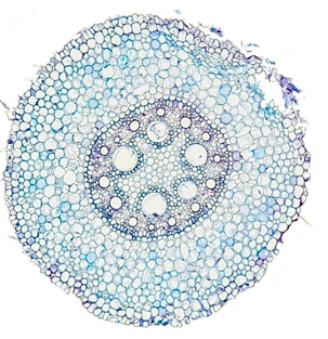 <p>which primary structure is this?</p>