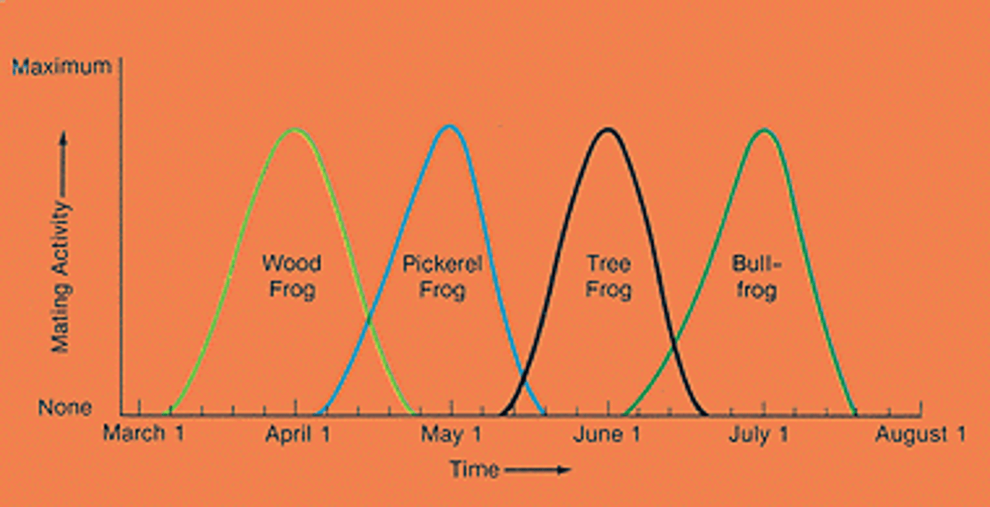 <p>When two or more species reproduce at different times.</p>