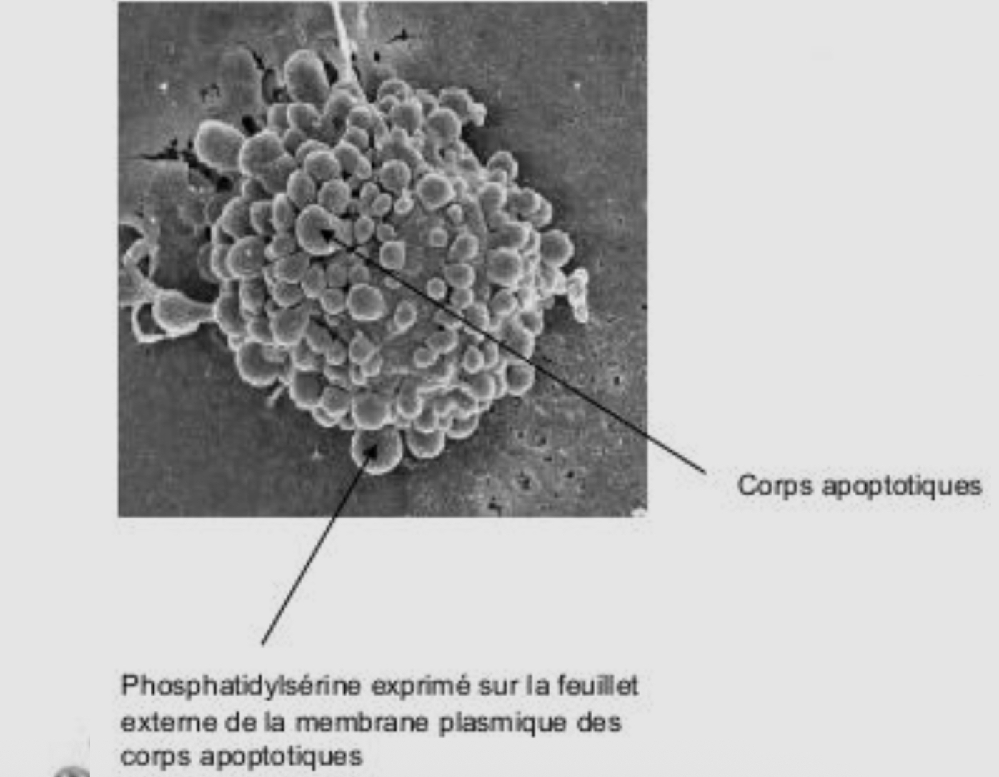 <p>Les cellules apoptiques se décomposent en se fractionnant, pour faciliter leur digestion par les cellules avoisinantes ← Mécanisme de bourgeonnement pour émettre des corps apoptiques qui seront phagocytés par les cellules immunitaiires et les cellules avoisinantes</p>