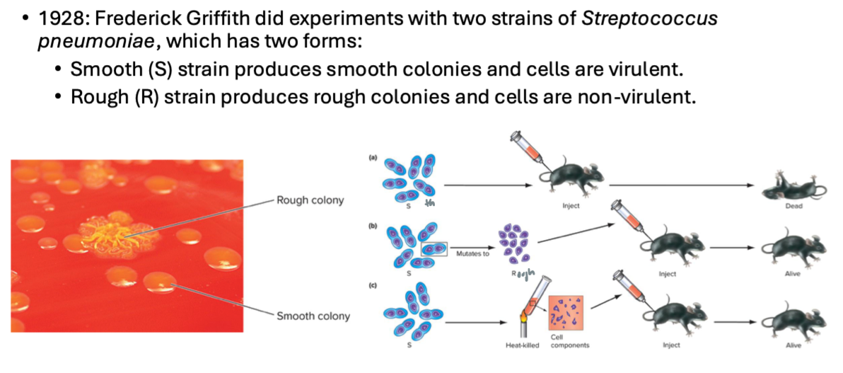 <p>what does this experiment show</p>
