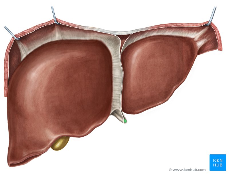 <p><em>stabilizes the position of the liver</em> relative to the diaphragm and abdominal wall, marks the path of the <strong><em>fetal umbilical vein</em></strong></p>