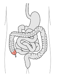 <p>cecum </p>