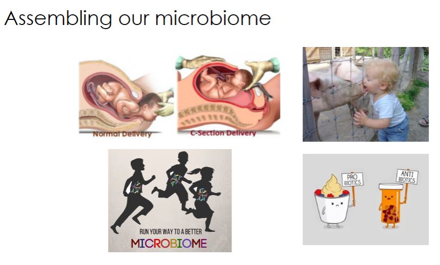 <p>-Interestingly, once established, the adult microbiome is difficult to alter. Most changes are the result of substantial host physical or lifestyle changes (e.g., adopting a long-term vegetarian diet). Supporting this observation is the effect that infectious disease and its treatment have on the microbiome. Acute infection and brief antimicrobial chemotherapy result in short-term microbiome shifts but typically do not alter the long- term composition of the adult microbiota. However, long-term shifts in microbiota can occur with chronic infection and sustained use of antimicrobial agents.</p><p>-While the adult human microbiome is relatively stable over time, it is highly variable from person to person and at different sites within the same person. In other words, there are relatively few species of microorganisms common to all humans; each human has a relatively unique microbiome. Based on 16S rRNA and whole genome metagenomic data, bacteria common to human skin, the intestinal tract, and the other mucosal surfaces include five major phyla: Actinobacteria, Bacteroidetes, Firmicutes, Fusobacteria, and Proteobacteria (figure 24.2). Additionally, a number of archaea, fungi, and viruses are also present. Despite limited diversity at the phylum level, an enormous number of species are present. In fact the average adult gut is host to 500 to 1,000 different microbial species.</p><p>-This image below describes how you could build your microbiome in different events, such as giving birth or any interaction with objects and such.</p>